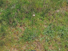 Armeria arenaria