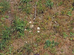 Armeria arenaria