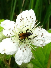 Stenurella melanura