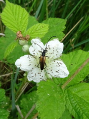 Stenurella melanura