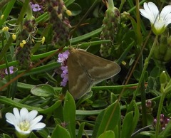 Pyrausta aerealis