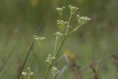 Alepidea amatymbica