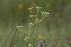 Alepidea amatymbica