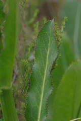 Alepidea amatymbica