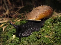 Macrocyclis peruvianus
