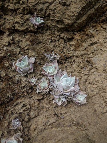 Chalk Live-for-ever seedling