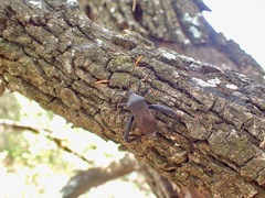 Acanthocephala thomasi