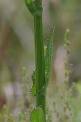 Alepidea amatymbica