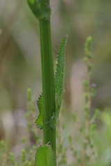 Alepidea amatymbica