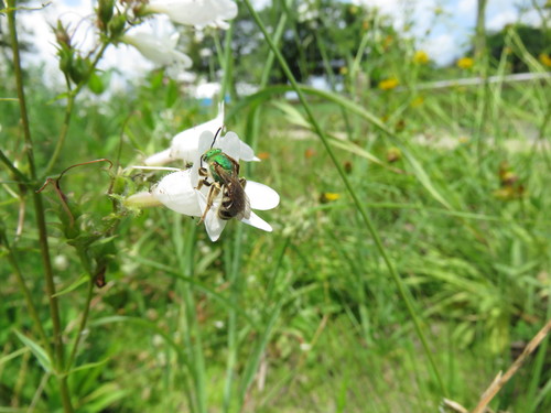 Photo of Bicolored Striped Sweat Bee (Agapostemon virescens)