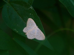 Scopula floslactata