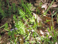 Cruciata glabra