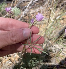 Sidalcea multifida