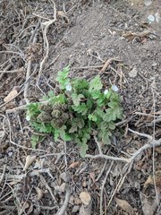 Phacelia ixodes