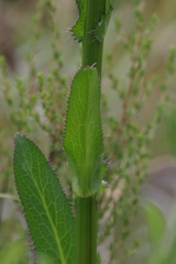 Alepidea amatymbica