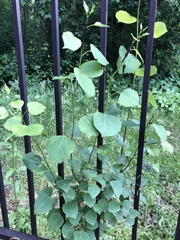 Populus tremuloides