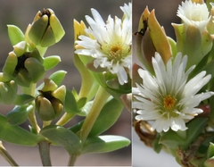 Delosperma inconspicuum