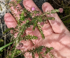Erica tetralix