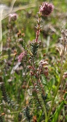 Erica tetralix