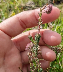 Erica tetralix