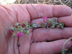 Teucrium divaricatum