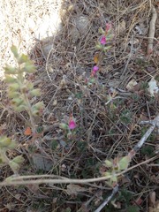 Teucrium divaricatum