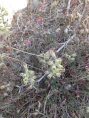 Teucrium divaricatum