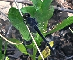 Erythrodiplax berenice