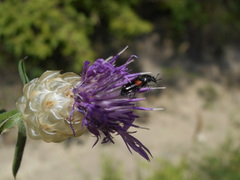 Divales bipustulatus