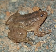 Occidozyga lima