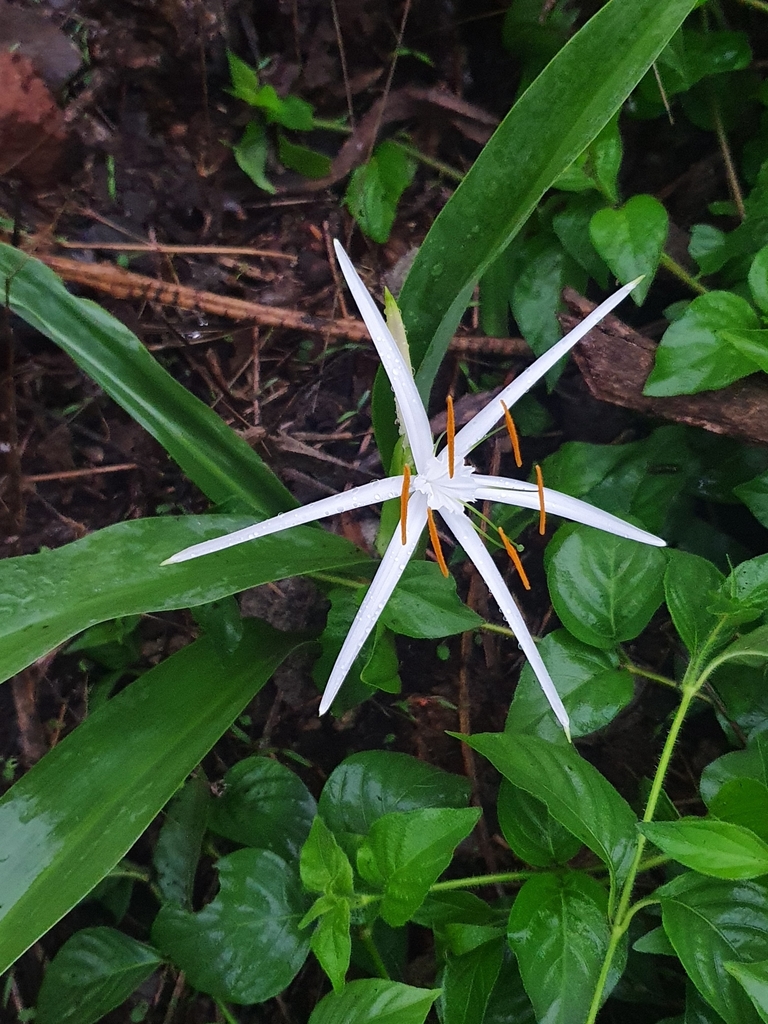 Spider lily