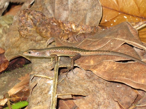 Emoia boettgeri observed 2014-06-18