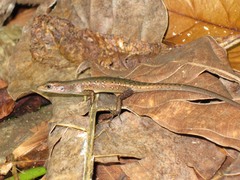 Emoia boettgeri