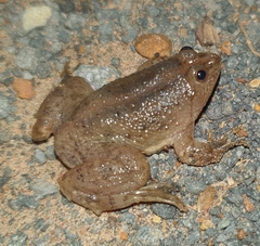Occidozyga lima