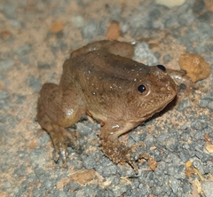Occidozyga lima