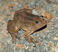 Occidozyga lima