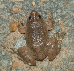 Occidozyga lima