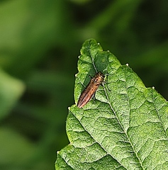 Agrilus cuprescens