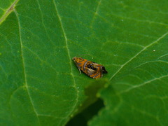 Olethreutes arcuella