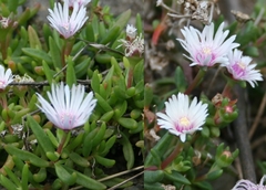 Delosperma macrostigma