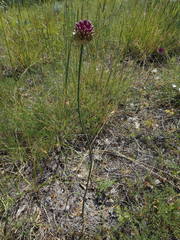 Allium sphaerocephalon