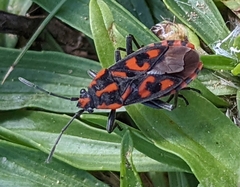 Spilostethus saxatilis