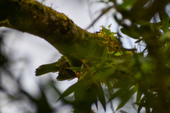Turdus maculirostris