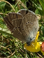 Cyaniris semiargus