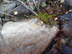 Sagina saginoides