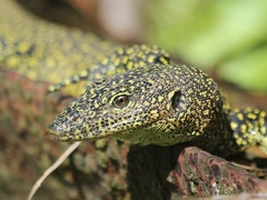 Varanus tsukamotoi