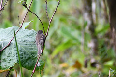 Myiophobus crypterythrus