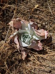 Dudleya brittonii