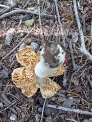 Russula