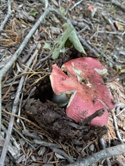 Russula